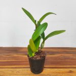 Cattleya 'Berta' - Sem Flor