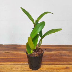 Cattleya 'Berta' - Sem Flor