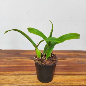 Cattleya 'Dora' - Sem Flor