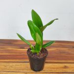 Cattleya 'Jana' - Sem Flor