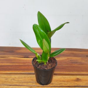 Cattleya 'Jana' - Sem Flor