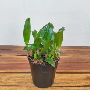 Cattleya 'Yvonne' - Sem Flor