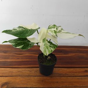 Monstera Variegata 'Snow White'