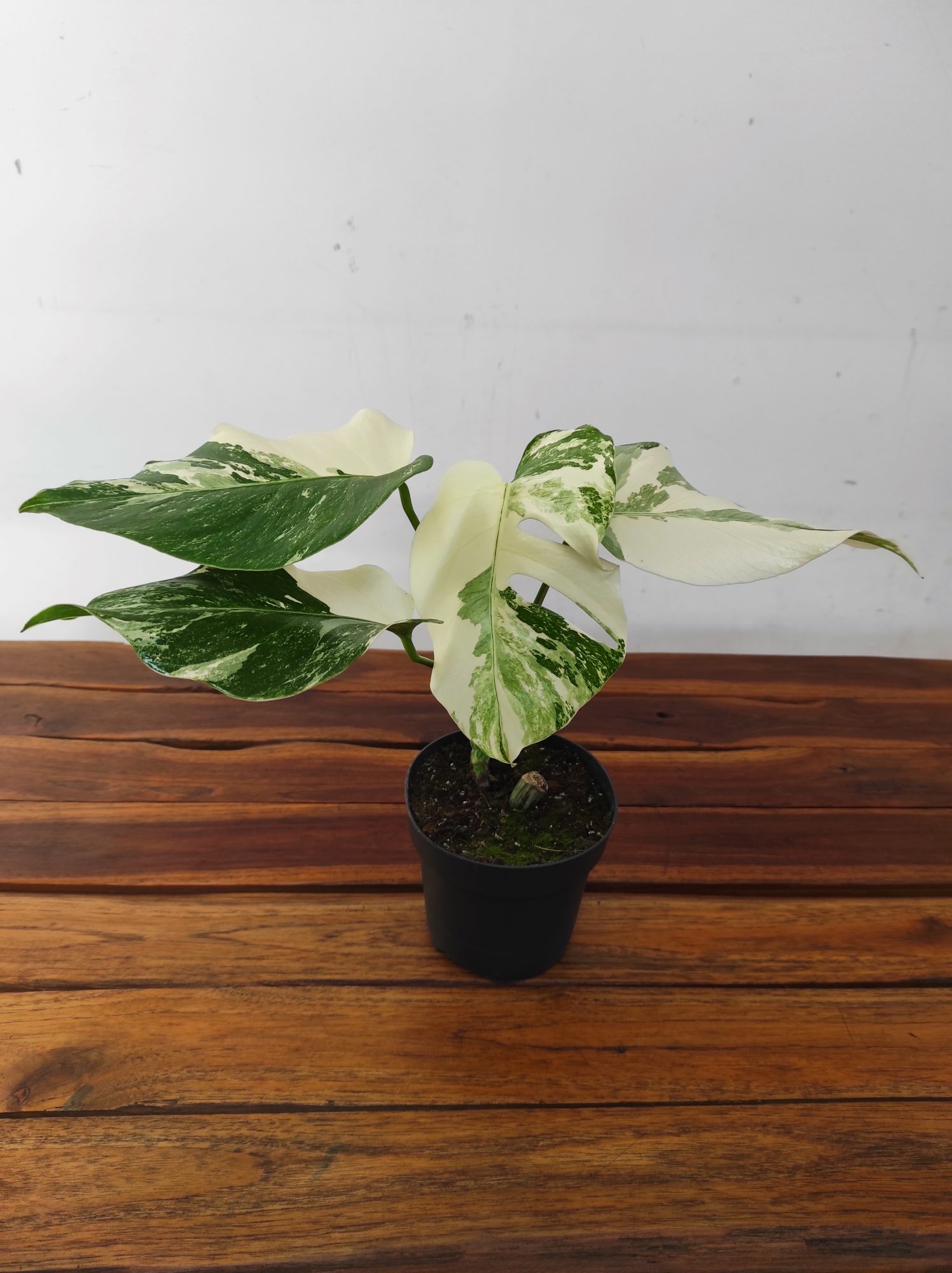 Monstera Variegata 'Snow White'