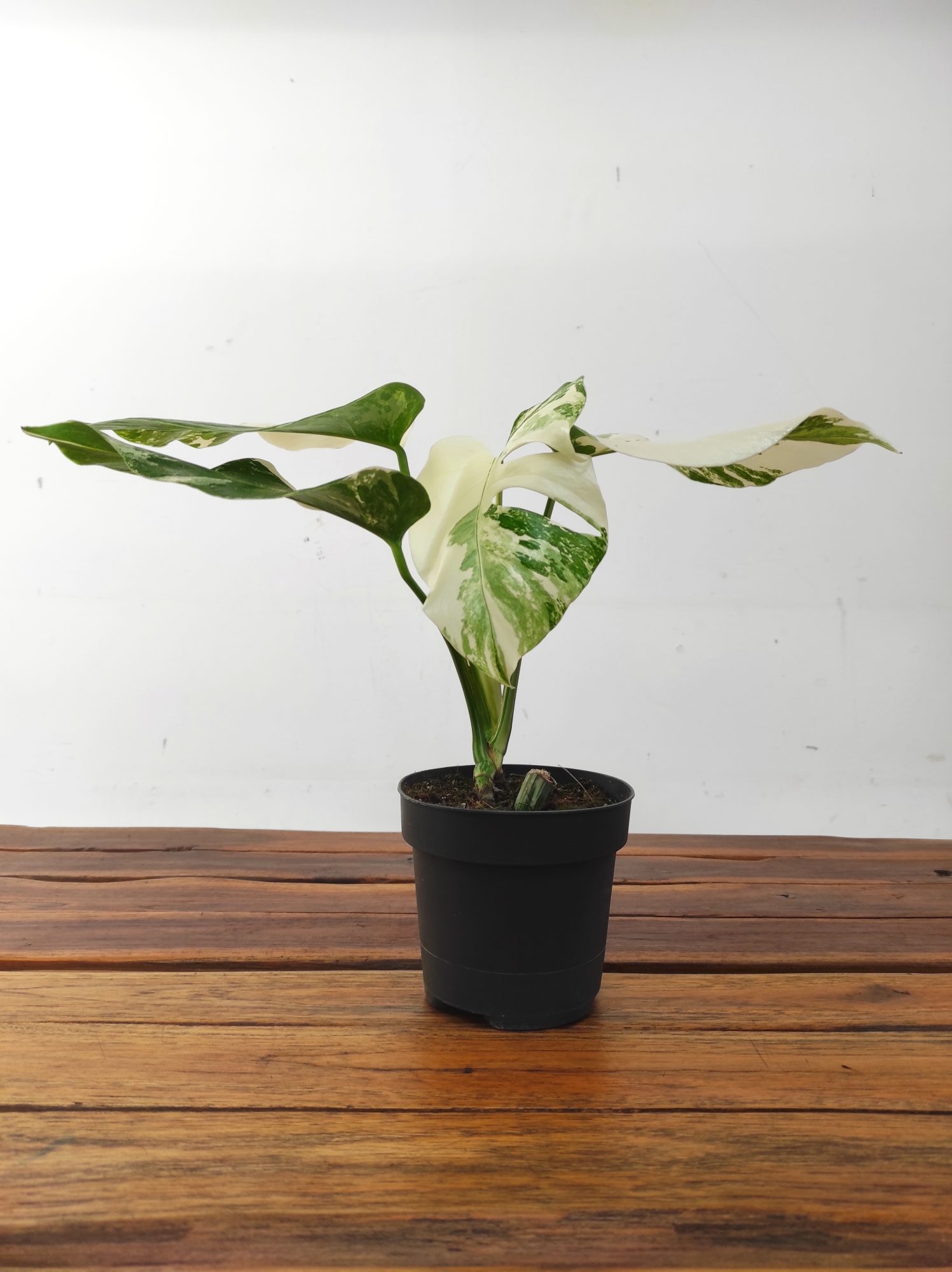 Monstera Variegata 'Snow White' - Image 2