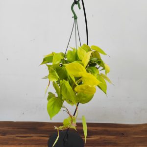Philodendron 'Neon' - Suspensão