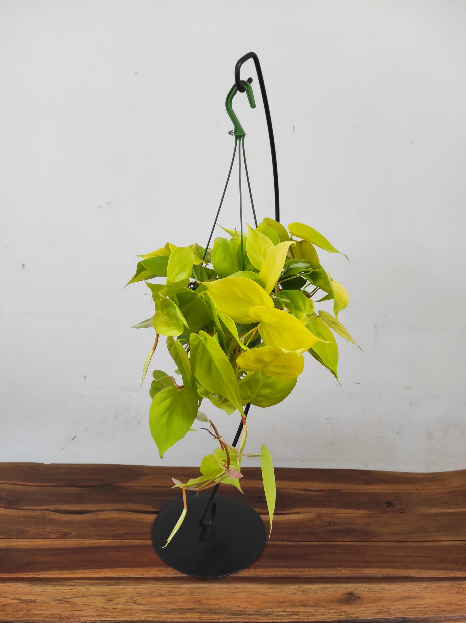 Philodendron 'Neon' - Suspensão