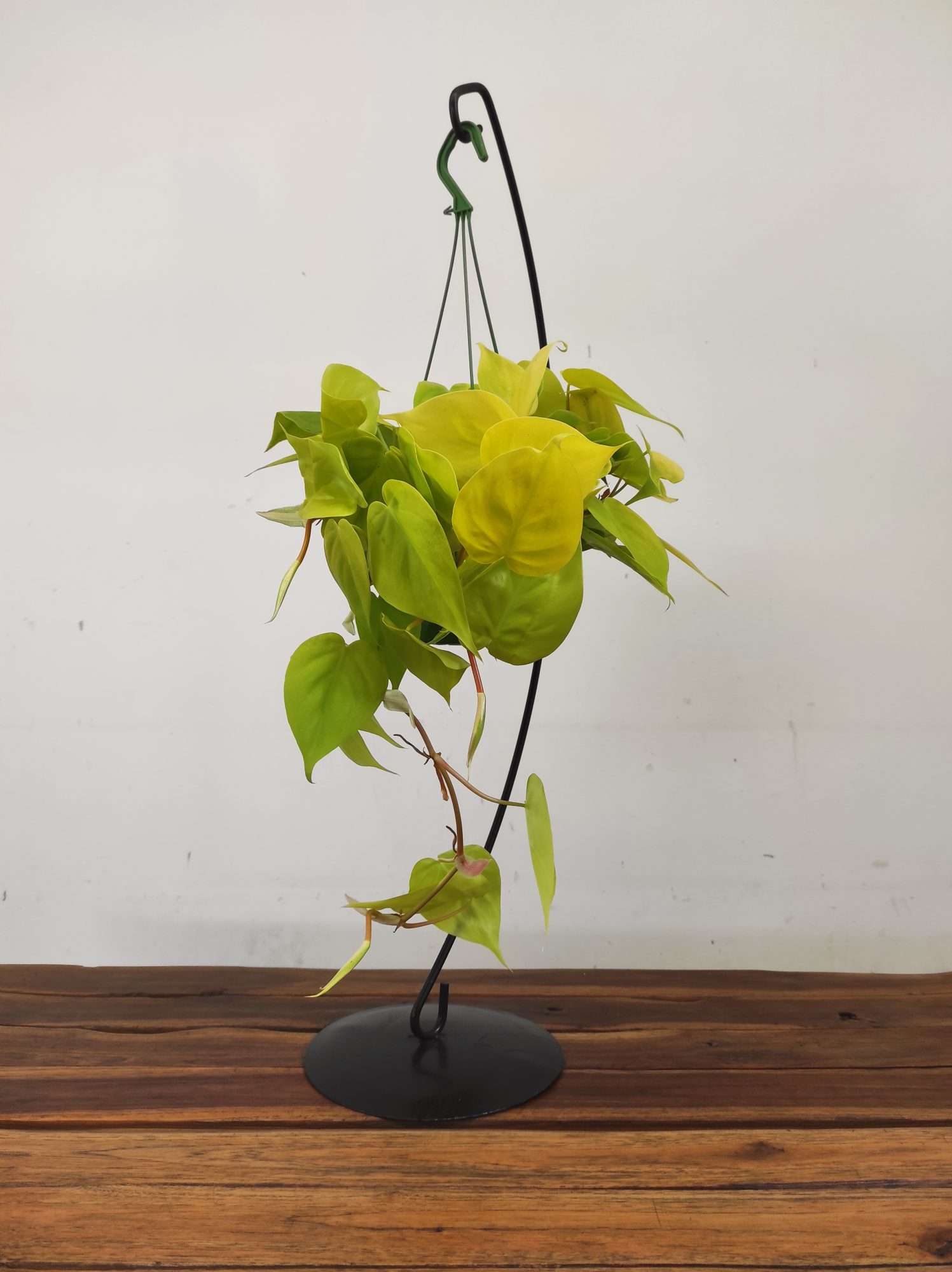 Philodendron 'Neon' - Suspensão - Image 2