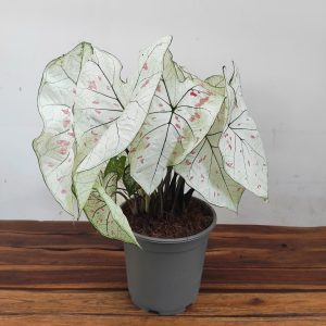 Caladium Strawberry 'Star'