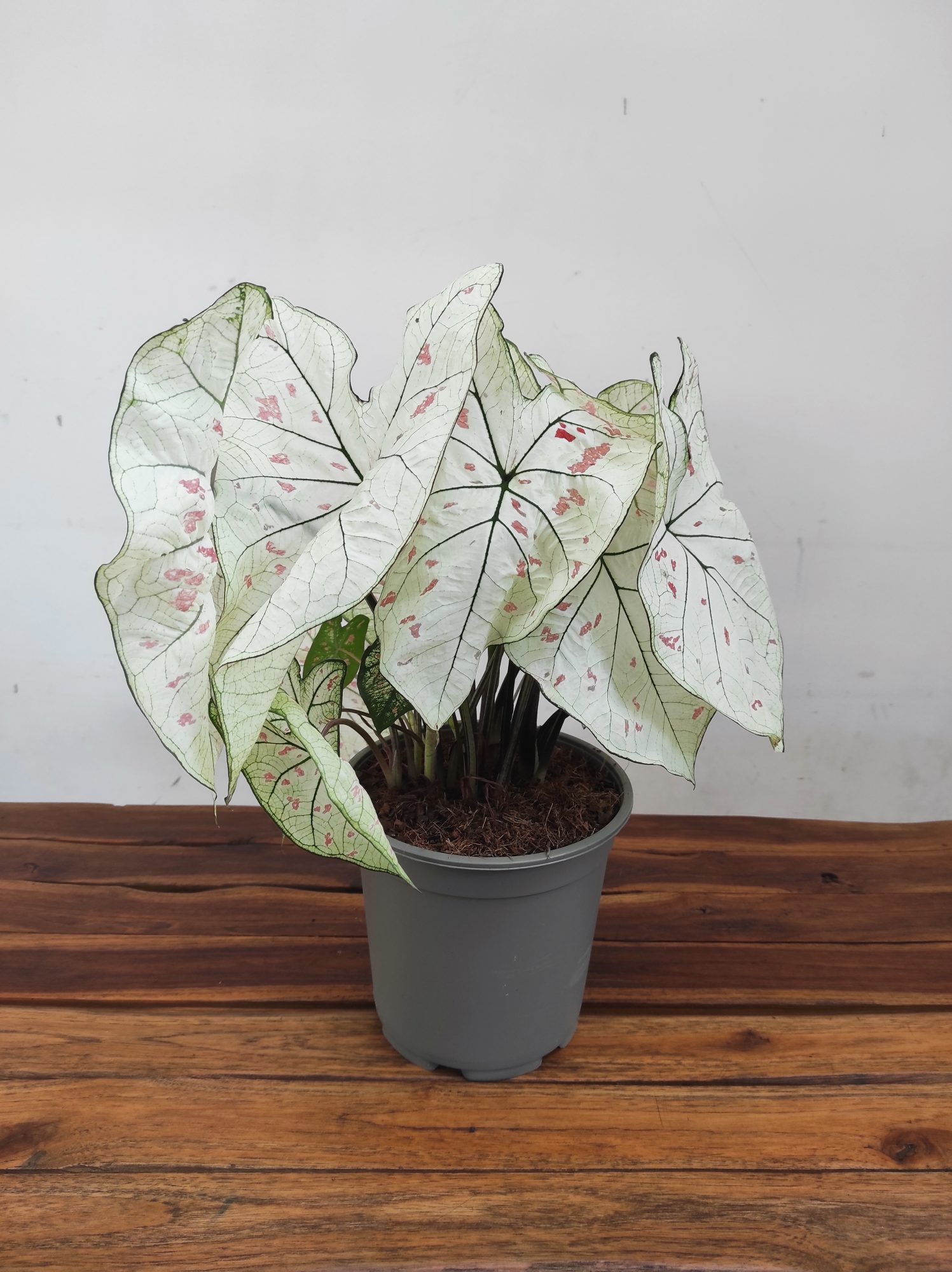 Caladium Strawberry 'Star'