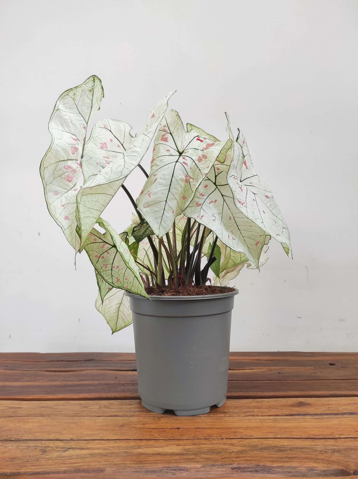 Caladium Strawberry 'Star' - Image 2