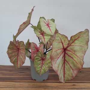 Caladium Autumn 'Beauty'