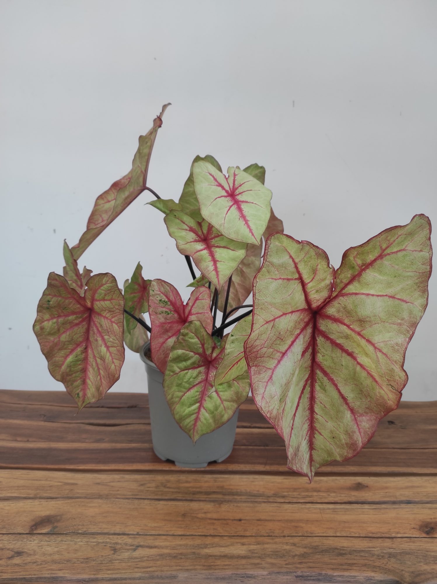Caladium Autumn 'Beauty'