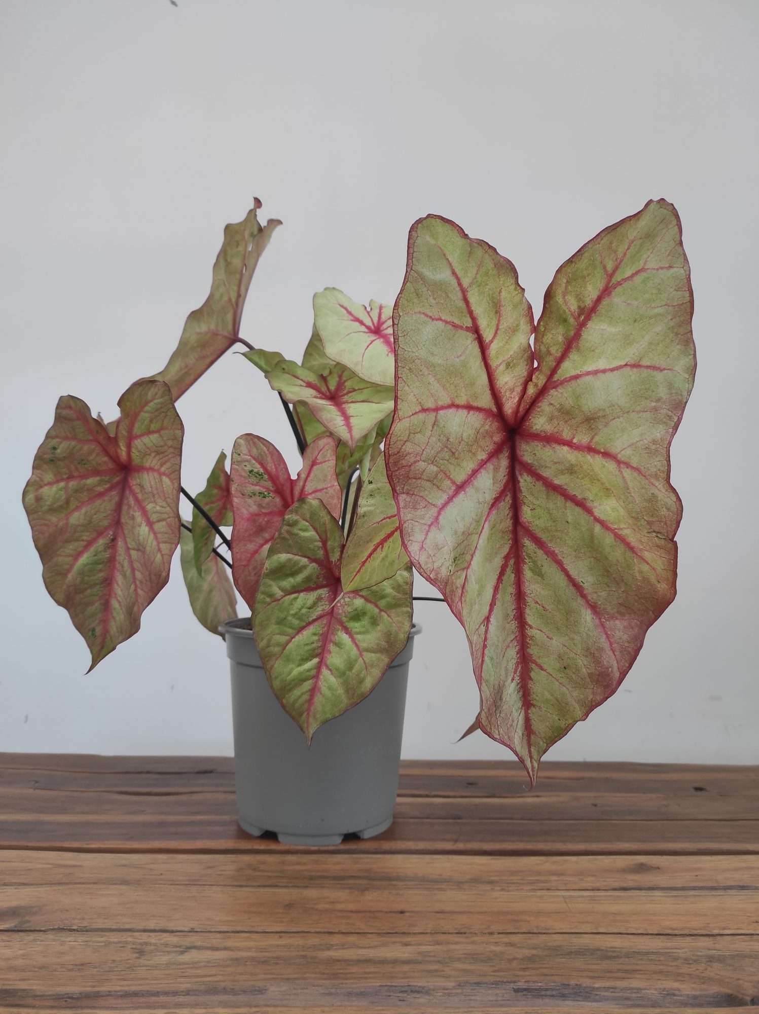 Caladium Autumn 'Beauty' - Image 2