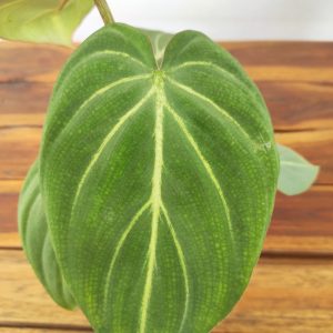 Philodendron Gloriosum Zebra