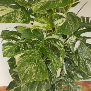 Monstera Delic. 'Variegata' C/ Tutor