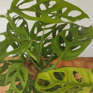 Monstera Adansonii Holy Moly C/ Tutor