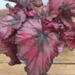 Begonia Beleaf