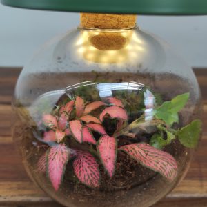 Terrario Vidro C/Luz V.12