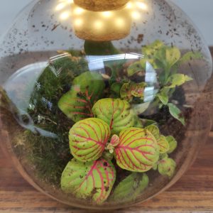 Terrario Vidro C/Luz V.12