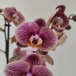 Phalaenopsis Berger - 2 Hastes