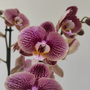 Phalaenopsis Berger - 2 Hastes