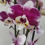 Phalaenopsis Barcelona - 3 Hastes