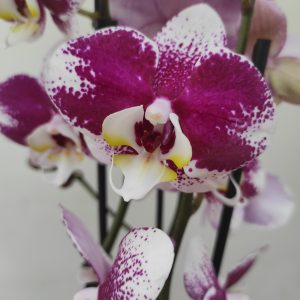 Phalaenopsis Barcelona - 3 Hastes