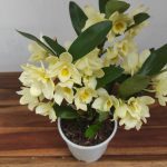 Dendrobium Nobile Star Class