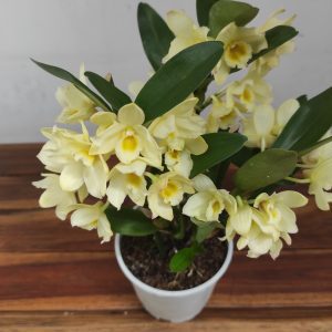 Dendrobium Nobile Star Class