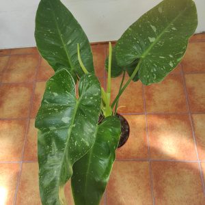 Philodendron Jose Buono