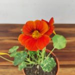 Tropaeolum Majus