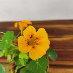 Tropaeolum Majus