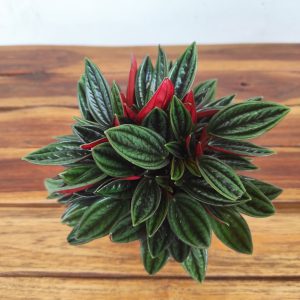 Peperomia Rosso