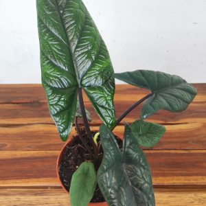 Alocasia Scalprum