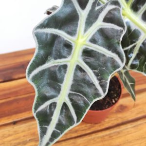 Alocasia 'Polly'