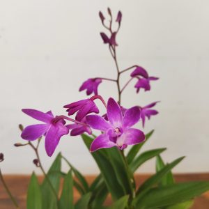 Dendrobium Berry Oda