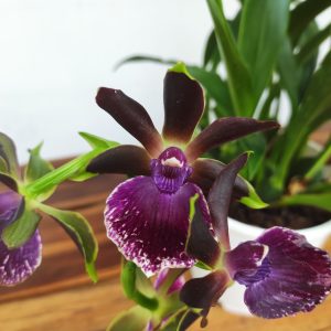 Zygopetalum V.17