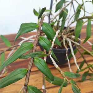 Dendrobium - Suspensão