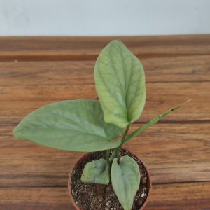 Monstera Amydrium Medium Sylver
