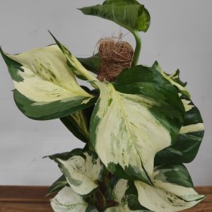 Epipremnum Pinnatum Manjula C/Tutor