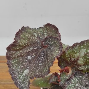 Begonia Super Universe