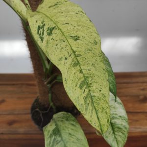 Rhaphidora Gorilan Variegata