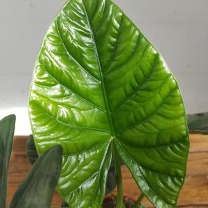 Alocasia Lukiwan
