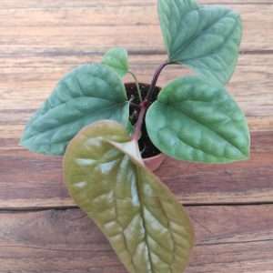 Anthurium 'Luxurians'