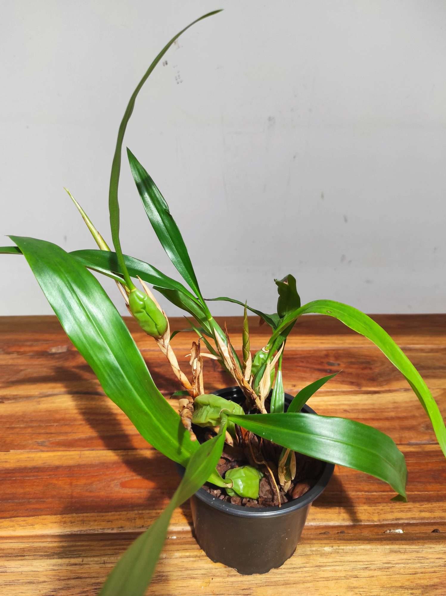 Coelogyne Cristata F. Hololeuca - Sem Flor - Image 2