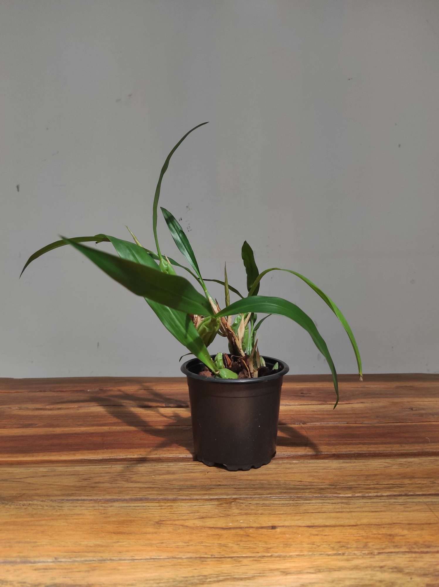 Coelogyne Cristata F. Hololeuca - Sem Flor - Image 3