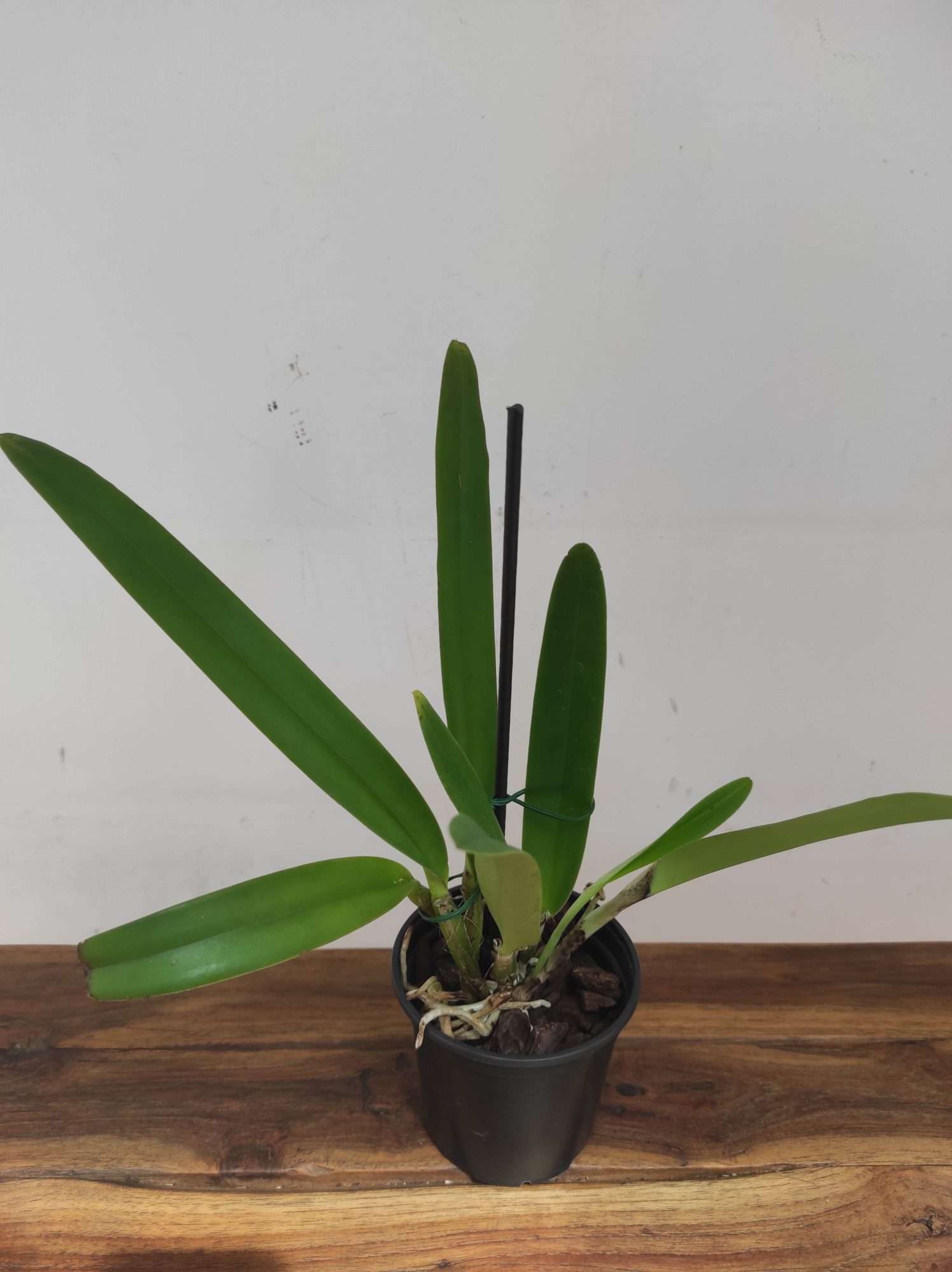 Cattleya Maxima F.Albescens 'Konigin Silvia' - Sem Flor - Image 3