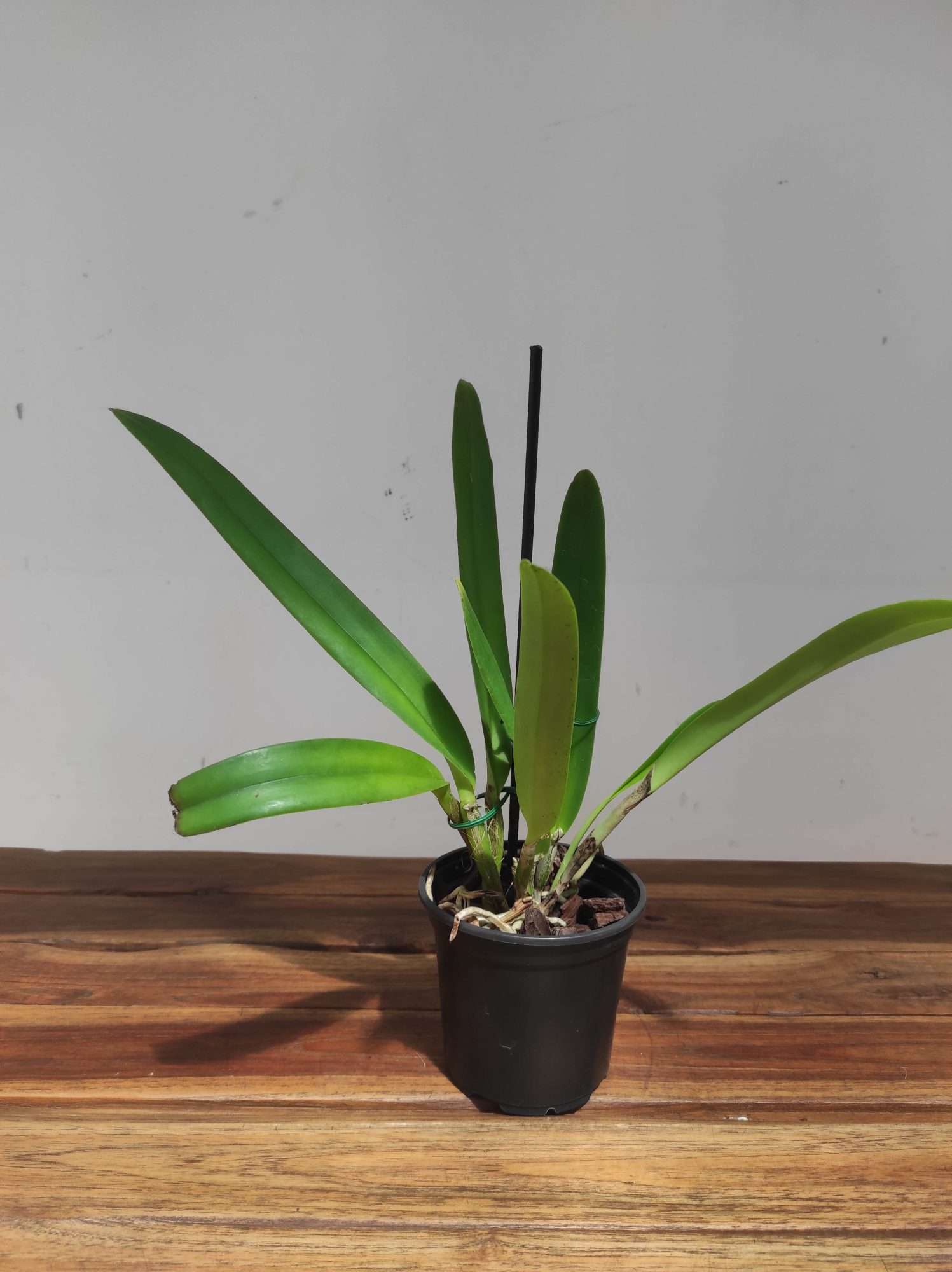 Cattleya Maxima F.Albescens 'Konigin Silvia' - Sem Flor - Image 2