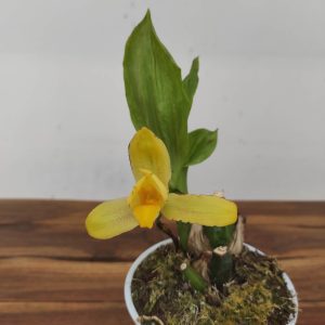 Lycaste 'Verano'